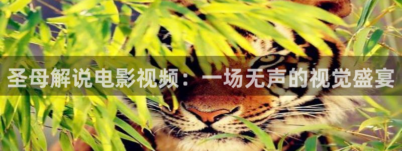 神马手机电影院我不卡影院